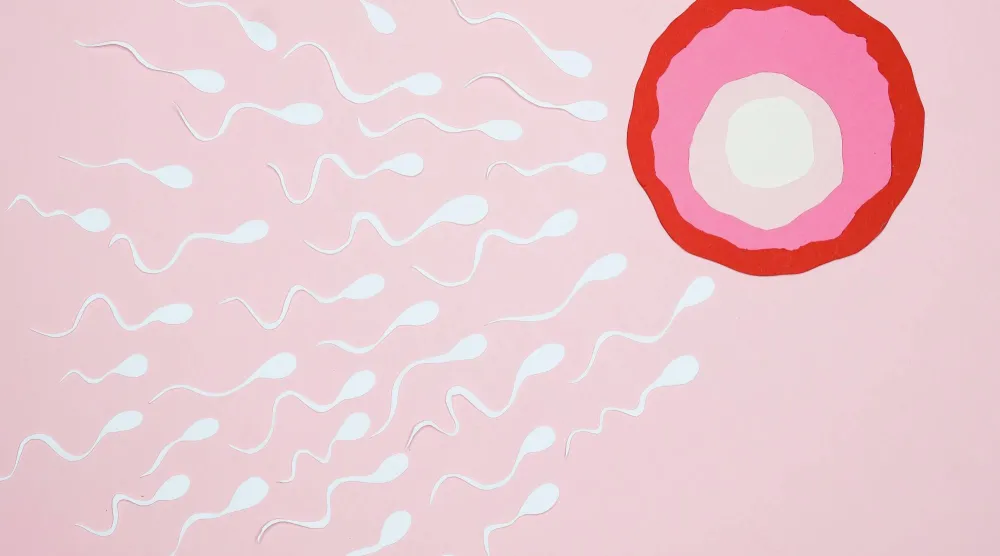 يستغرق إنتاج الحيوانات المنوية ونضجها وظهورها في السائل المنوي نحو شهرين إلى ثلاثة أشهر (بيكسلز)