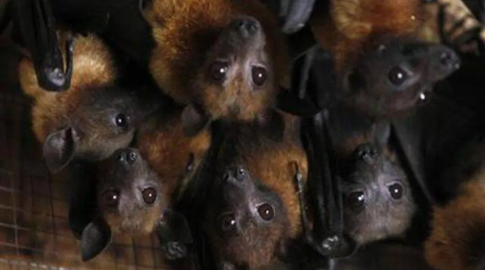 فيروسات «كورونا» التي تحملها الخفافيش تطور طرقاً جديدة لإصابة البشر (رويترز)