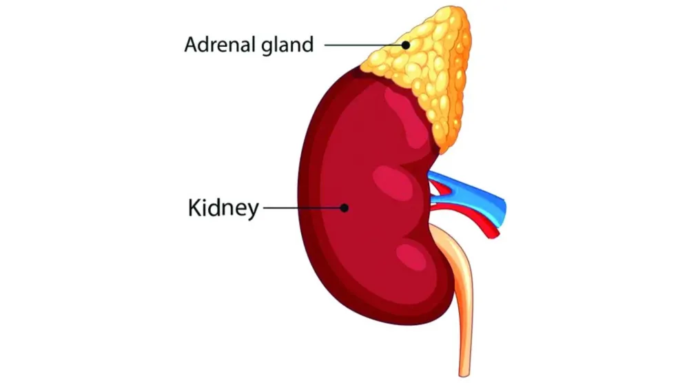 هرمون الألدوستيرون عامل مساهم في ارتفاع ضغط الدم