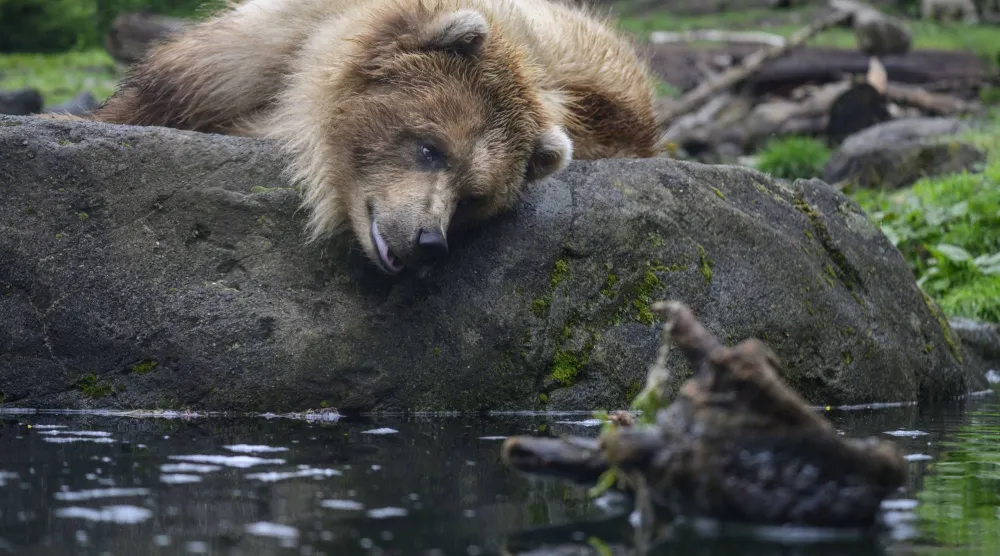 دب بنّي في حديقة حيوان بمدينة سياتل الأميركية (د.ب.أ)