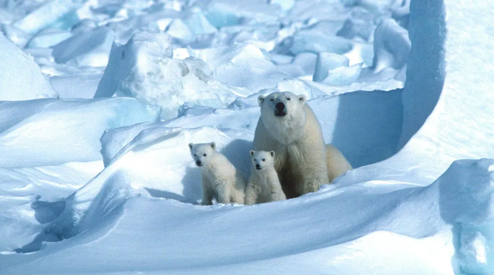 في أرض قاسية... كائنٌ يعرف كيف يبقى (أ.ف.ب)