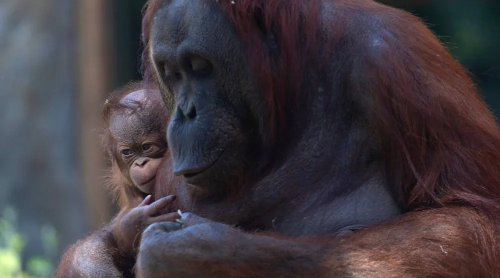 Surya, a female Bornean orangutan (Pongo pygmaeus), cradles her newborn on April 15, 2026 at the Madrid Zoo Aquarium, in Madrid. (Photo by Pierre-Philippe MARCOU / AFP)