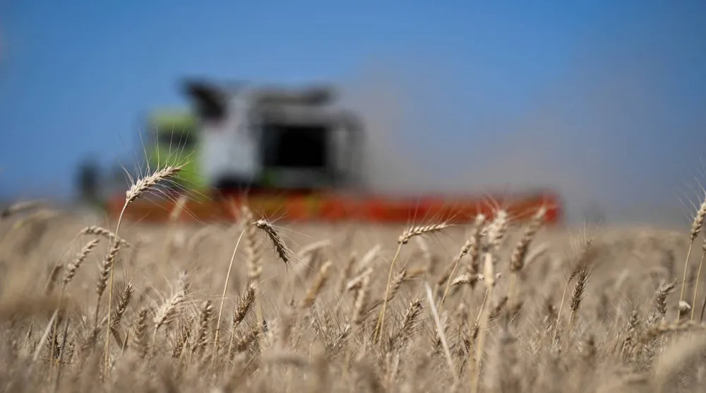 مزارع يحصد القمح في بينيتو خواريز بالأرجنتين (رويترز)