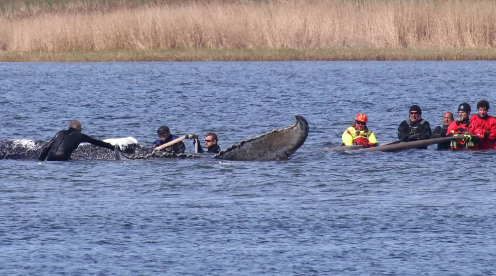 People stand close to a stranded humpback whale in the Wismarer Bucht bay of the Baltic Sea off the island of Poel, northern Germany, close to the village of Faehrdorf-Hof, on April 28, 2026. (AFP)