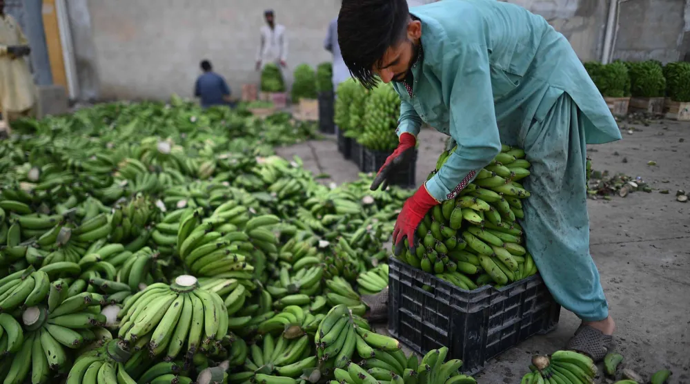 الموز يُعدّ مصدراً مهماً للبوتاسيوم (إ.ب.أ)