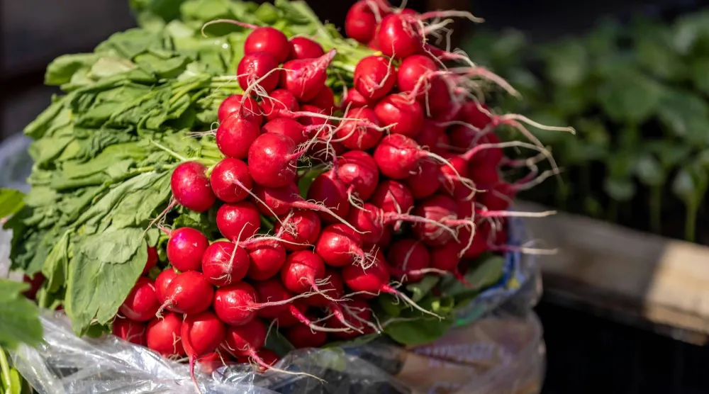 الفجل يبلغ أقصى قيمته الغذائية عند تناوله نيئاً (بيكسلز)