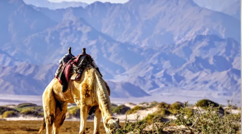 محمية نبق بجنوب سيناء (وزارة السياحة والآثار)