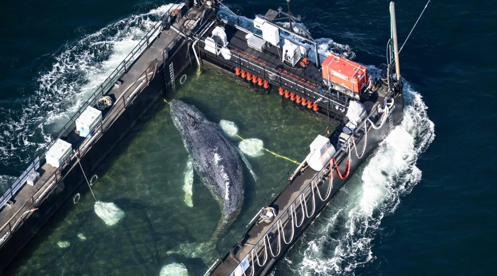 Aerial photo taken on April 29, 2026 shows the rescued humpback whale in a special barge along the Danish coastline enroute back to the North Sea after it beached on a sandbank near the city of Luebeck, in late March. (Photo by Philip Dulian / dpa / AFP)