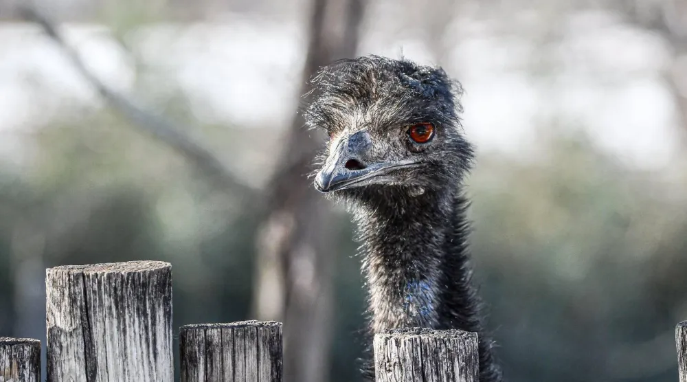 This undated photo provided by Dickerson Park Zoo on Wednesday, April 29, 2026, shows an emu named Adam at the zoo in Springfield, Mo. (Samantha Marshall/Dickerson Park Zoo via AP)