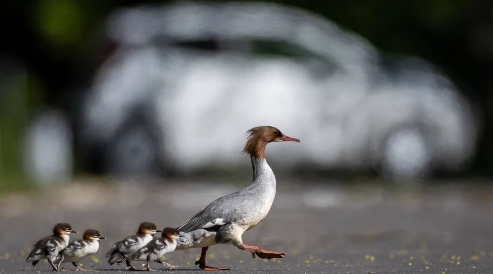  A common merganser (Mergus merganser) mother nicknamed Janina leads her ducklings from Lazienkowski Park in central Warsaw towards the Vistula River under the watchful eyes of volunteers and city parks department employees on April 28, 2026 in Warsaw, Poland. (AFP)
