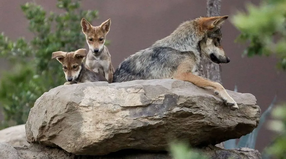 Mexican gray wolf cubs, an endangered native species, are seen in their enclosure at the Museo del Desierto in Saltillo, Mexico July 2, 2020. (Reuters)