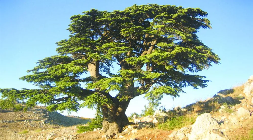 أرز لبنان الذي تغنى به الشعراء وباعه التجار