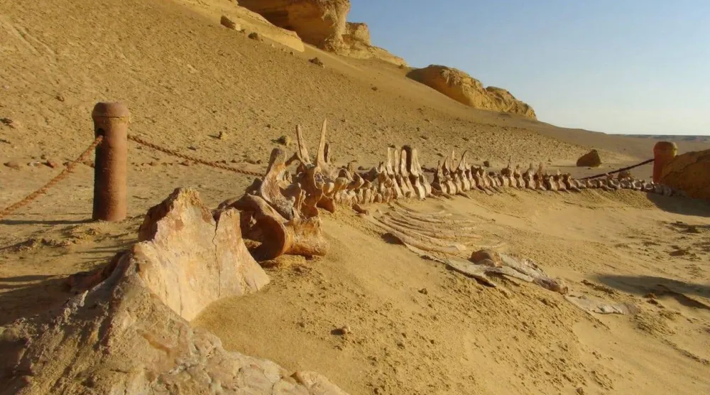 وادي الحيتان من المحميات الطبيعية النادرة بمصر (وزارة البيئة)
