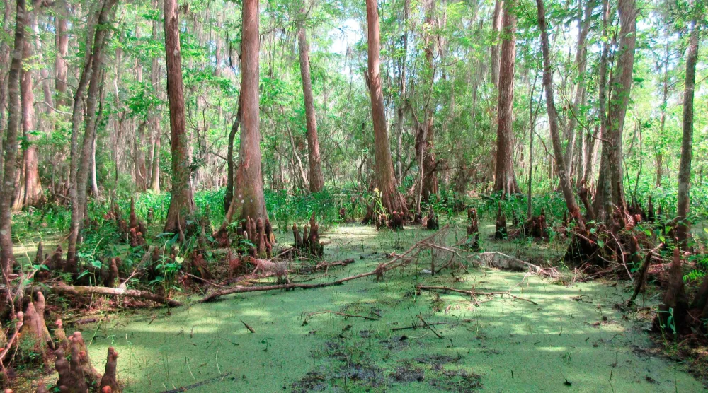 FILE - Cypress trees grow in a swamps in the Barataria Preserve, part of Jean Lafitte National Historical Park and Preserve in Marrero, La., June 3, 2018. (AP Photo/Beth J. Harpaz, File)