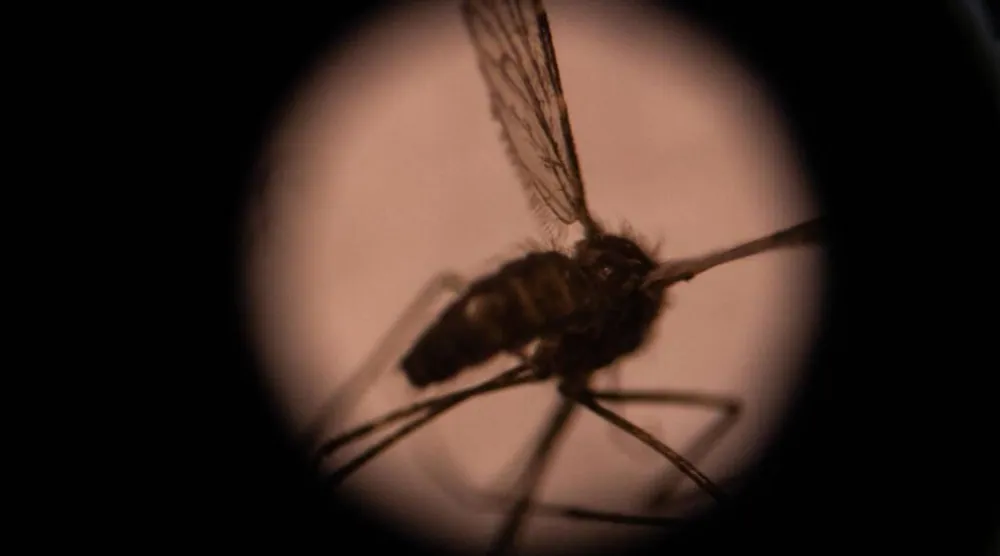 Our greatest nemesis. By transmitting diseases, mosquitoes kill three quarters of a million people a year. Olympia DE MAISMONT / AFP/File
