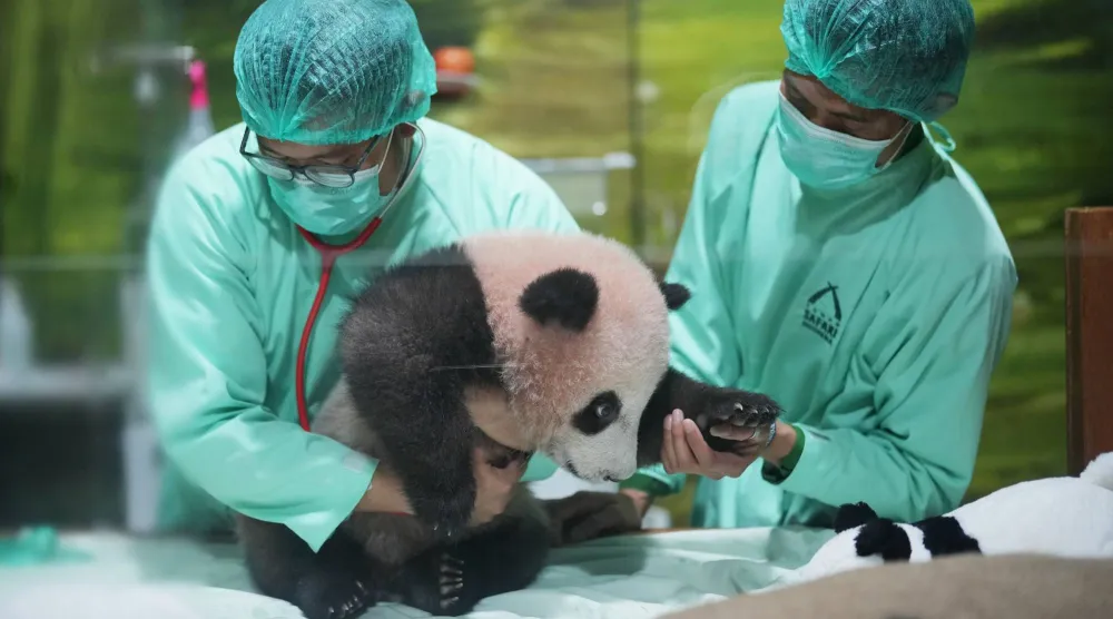 Veterinarians treat Satrio Wiratama, nicknamed "Rio," the first giant panda cub born in Indonesia, during a media preview at Indonesia Safari Park in Bogor, West Java, Indonesia, Friday, May 15, 2026. (AP Photo/Achmad Ibrahim)