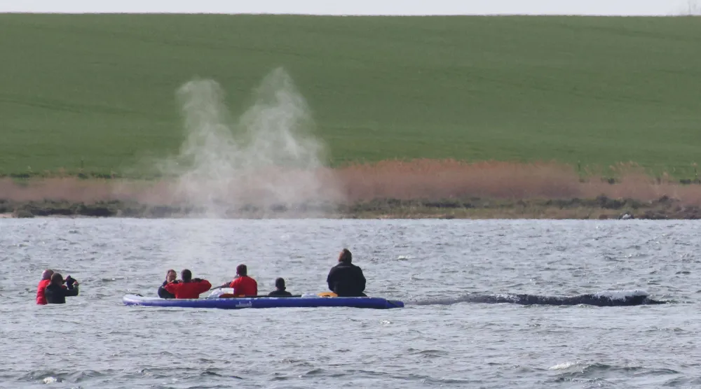 A rescue team is seen close to a stranded humpback whale in the Wismarer Bucht bay of the Baltic Sea off the island of Poel, northern Germany, on April 27, 2026. (AFP)