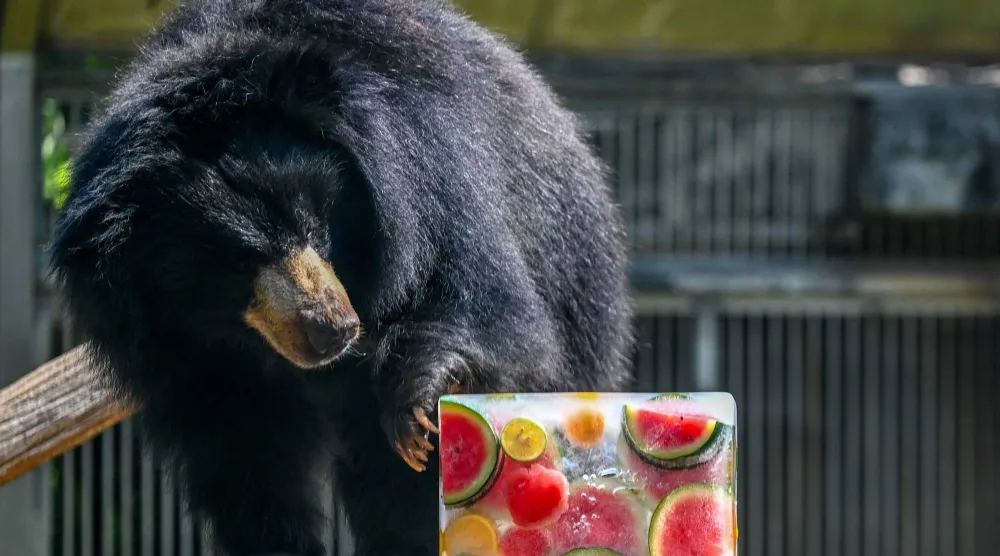 A bear smells a brick of ice on a hot afternoon at the Veermata Jijabai Bhosale Udyan and Zoo in Mumbai on May 10, 2026. (Photo by Punit PARANJPE / AFP)