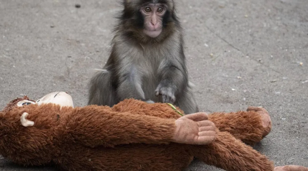 Tourists have flocked to the Ichikawa City Zoo to see the macaque named Punch, who was abandoned by his mother shortly after his birth. Yuichi YAMAZAKI / AFP
