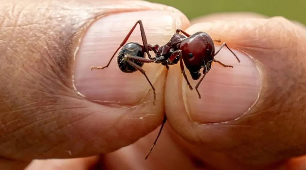 Ants become the center of an international smuggling trade (AFP) 