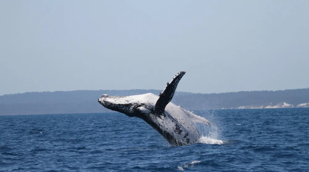 This photo provided by the Pacific Whale Foundation in May 2026, shows a humpback whale breaching off the coast of Australia. (Pacific Whale Foundation via AP)