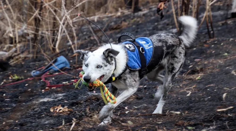 This handout photo from the International Fund for Animal Welfare (IFAW) taken on November 10, 2023, shows Bear, a koala detection dog who recently retired, during a training session at an unknown location.  (Photo by Handout / International Fund for Animal Welfare (IFAW) / AFP) 