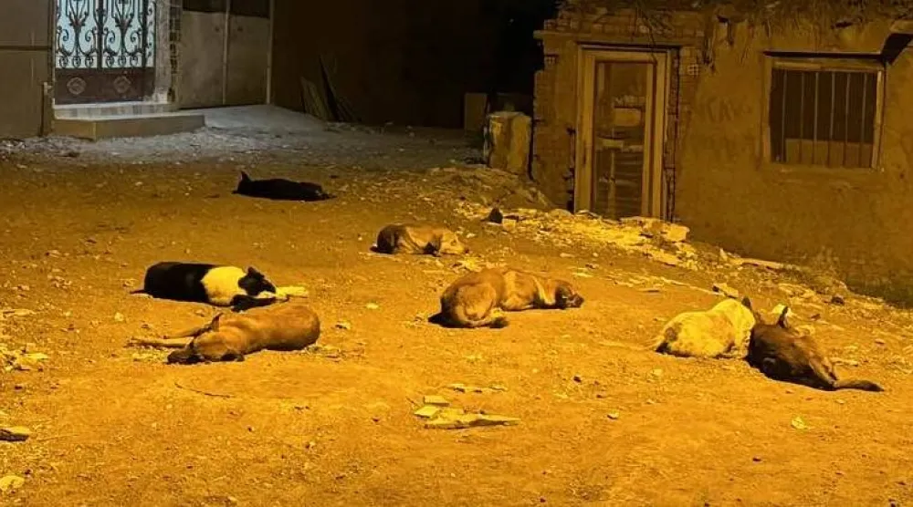 عدد كبير من الكلاب الشاردة في أحد شوارع قرى محافظة الشرقية (تصوير: عبد الفتاح فرج)