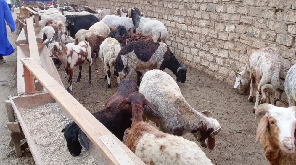أحد شوادر الأضاحي في القاهرة (الشرق الأوسط)