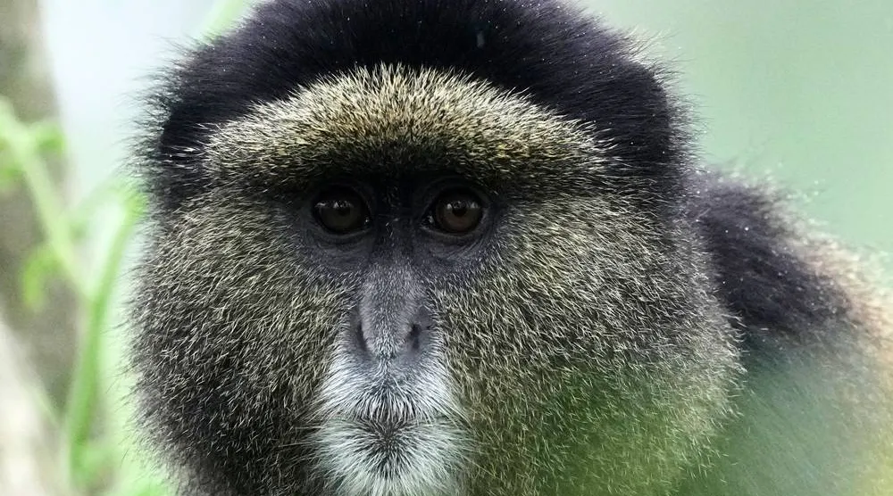 A golden monkey is seen in Volcanoes National Park in Kinigi, Rwanda, Thursday, March 19, 2026. (AP) 