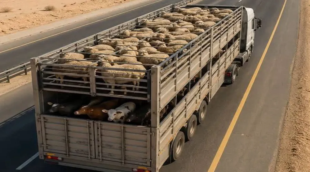 صورة متداولة لشاحنة أغنام صفحة مستشار الحلال وتربية الأغنام