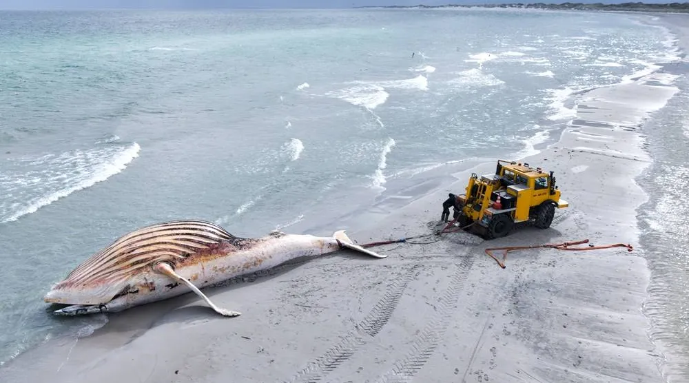 30 May 2026, Denmark, Anholt: The dead whale is being pulled ashore on the Danish island of Anholt. (dpa)