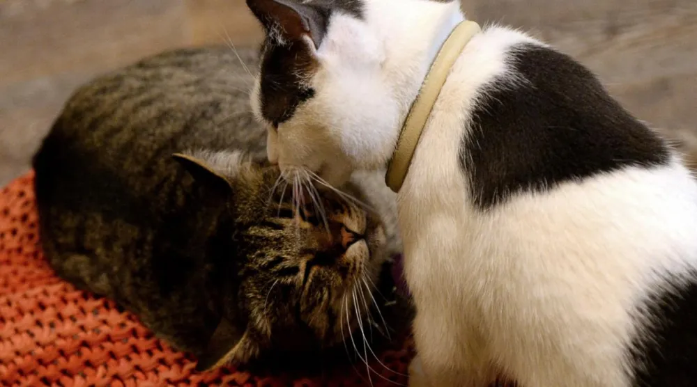 Kediler, Moskova'daki Kediler ve İnsanlar kedi kafesinde dinleniyor (AFP)