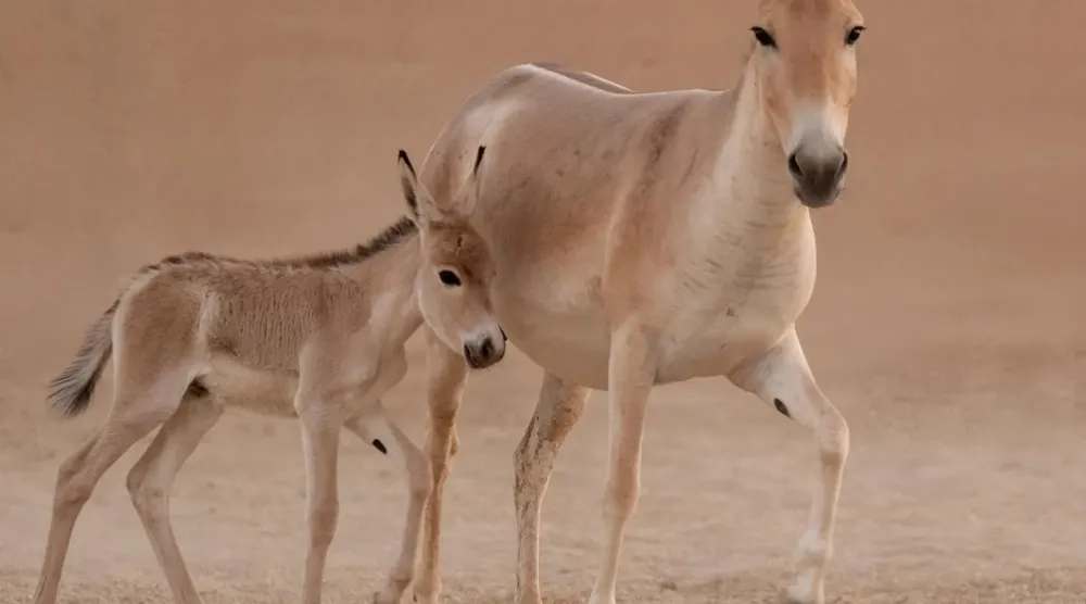  A new female is currently undergoing quarantine before joining the herd later this year from Jordan - SPA