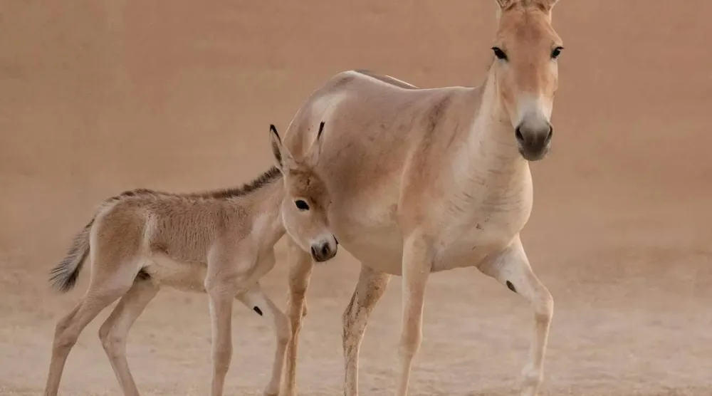 تسجيل ولادة أول مُهر للحمار البري الآسيوي على أرض المملكة منذ أكثر من 100 عام (واس)