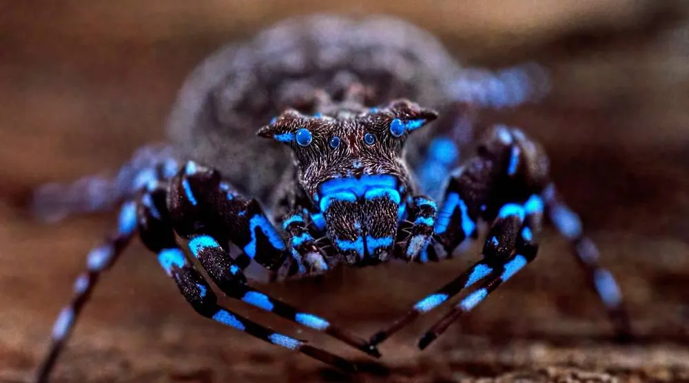 A crowned crab spider that fluoresces under UV light, discovered during a scientific expedition to Angola's remote Lisima plateau, is pictured in this handout image obtained by Reuters on June 3, 2026. (The Wilderness Project/Handout via Reuters) 