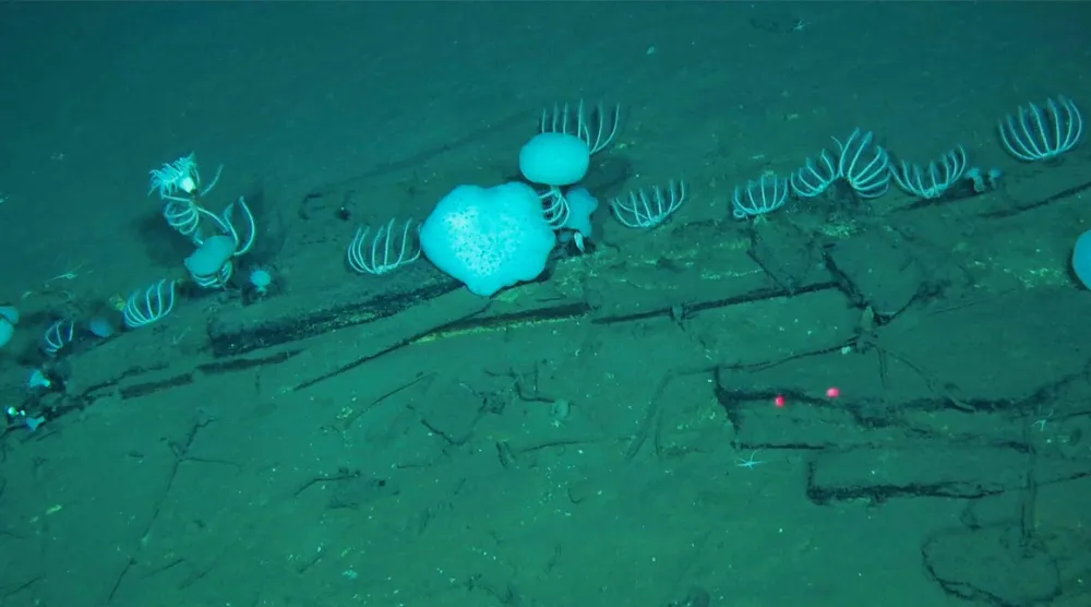 This handout photograph taken by Global TREnD, IDSSE, seven kilometers under the sea on the deep seafloor of the Diamantina Zone in the Indian Ocean in 2023 and released on June 10, 2026, shows whale bones at the world's biggest known whale graveyard discovered by the Chinese submersible Fendouzhe. (Handout / Global TREnD, IDSSE / AFP)