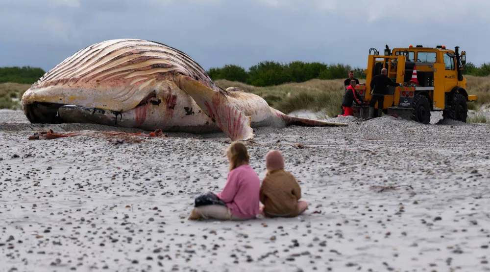 FILED - 30 May 2026, Denmark, Anholt: Two people sit in the sand near the carcass of "Timmy," a famous humpback whale washed ashore on the Danish island of Anholt. Photo: Marcus Golejewski/dpa