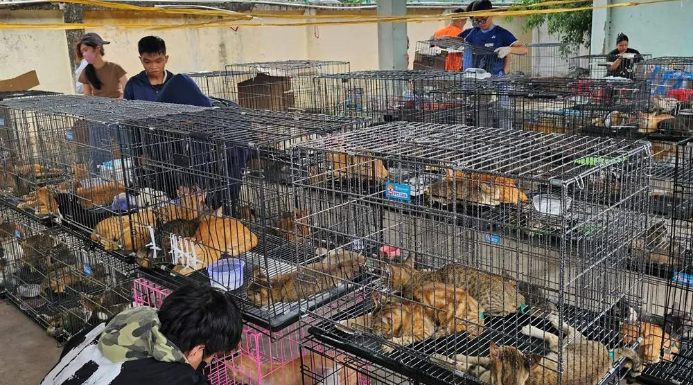This handout picture taken on June 15, 2026 and released on June 16 by Humane World for Animals Vietnam shows people looking at cats seized by police at a facility in Ho Chi Minh City. (Handout / Humane World for Animals Vietnam / AFP)