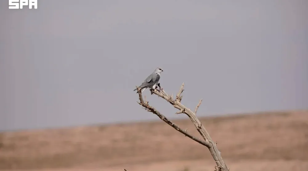 The Black-winged Kite is a bird of prey associated with open habitats that provide suitable nesting trees and reliable food sources. (SPA)