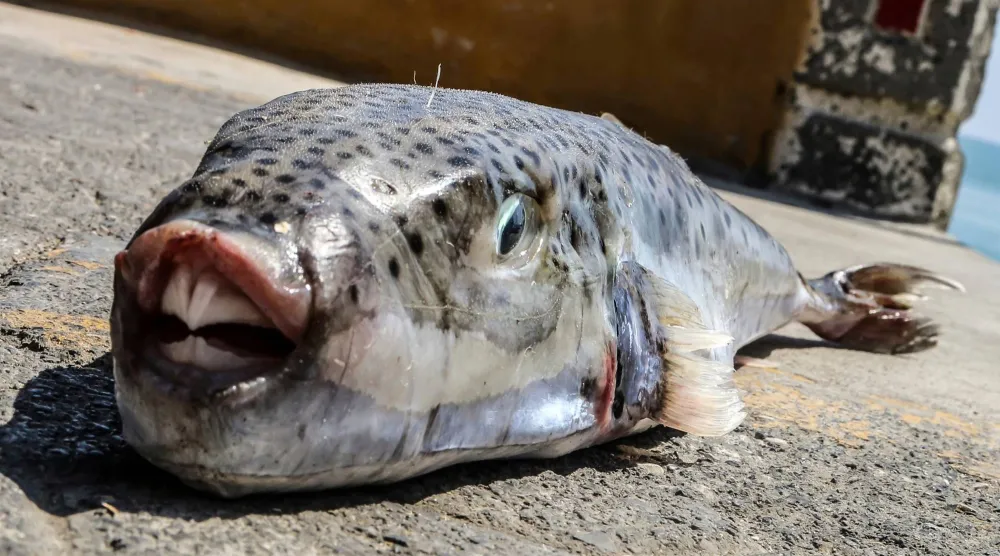 A silver-cheeked toadfish placed on the ground after being caught by fishermen on the southern island of Crete, Greece, Monday, June 22, 2015. (InTime News via AP) 