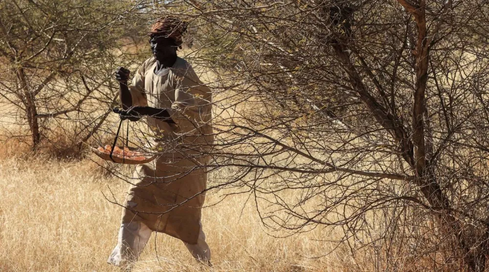 Sudan’ın zamk üretiminin bir kısmı çatışmalardan etkilenen bölgelerden geliyor. (AFP)