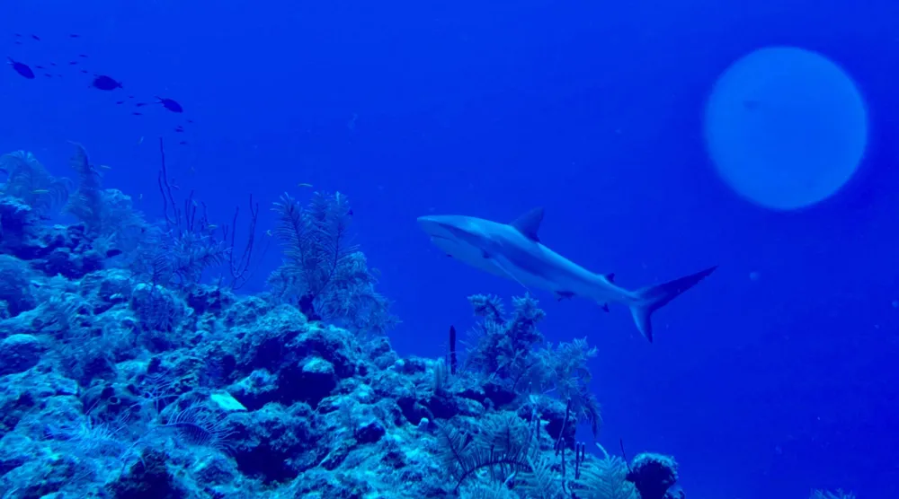 This underwater photograph shows a tiger shark at a depth of 20 meters off Providencia Island, in the Colombian Caribbean Sea, on November 17, 2025. (AFP)
