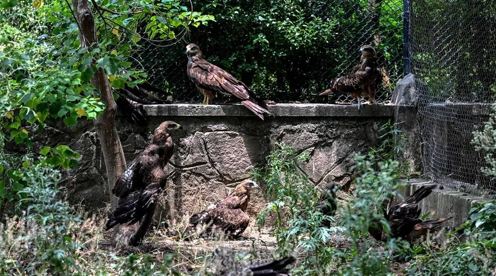 This photograph taken on July 7, 2026 shows kites resting inside a cage at the Margallah Wildlife Rescue Center in Islamabad. (AFP)