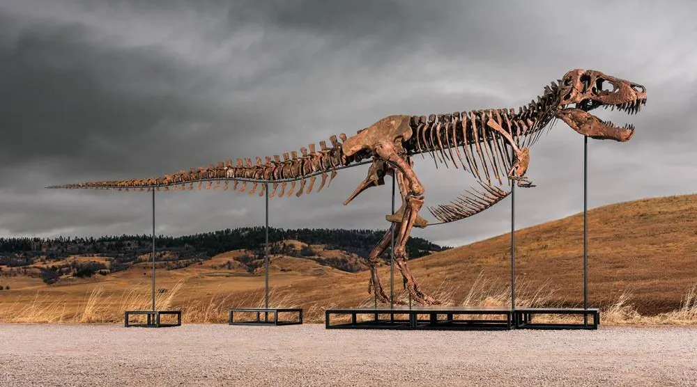 This undated photo provided by Sotheby's on Tuesday, July 14, 2026, shows "Gus," one of the largest and most complete Tyrannosaurus rex specimens ever discovered. (Matthew Sherman/Sotheby's via AP) 