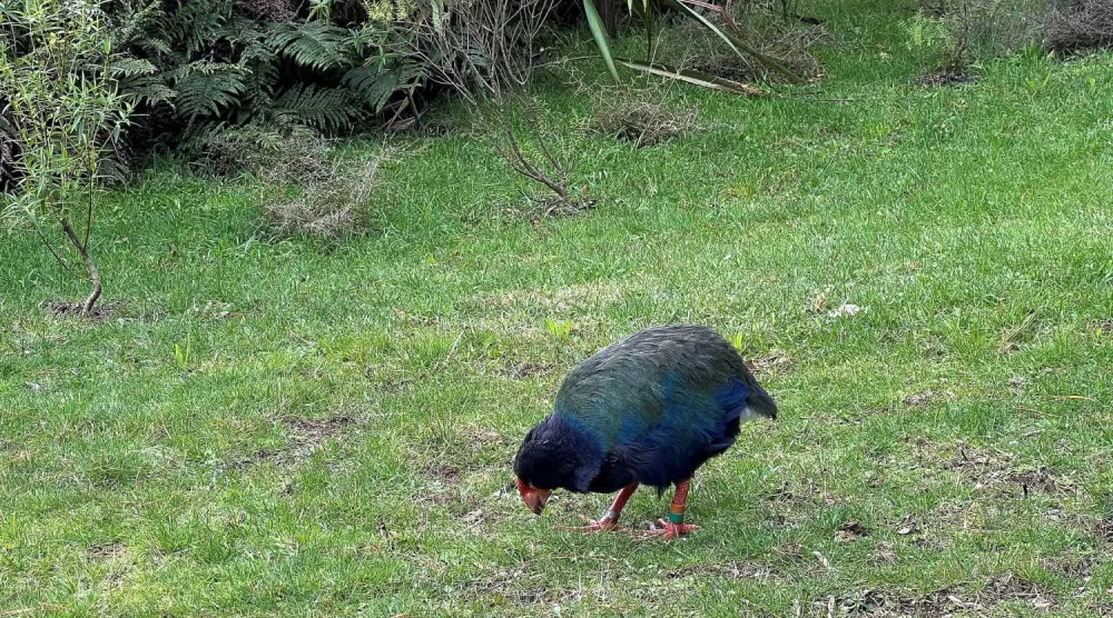 Yeni Zelanda'da nesli tehlike altında olan bir kuş türü olan Takahe (Reuters)