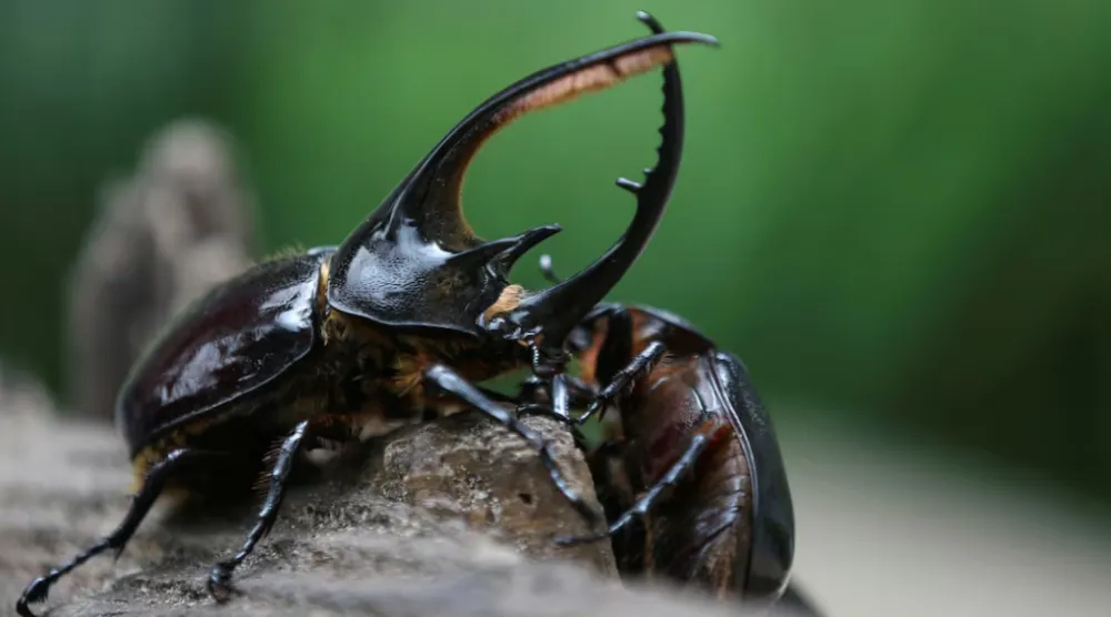 FILE: Beetles, which are sold as pets to several countries around the world and traded with the Kmushicoin cryptocurrency created by Tierra Viva, climb a trunk at the company's production plant, where bio-compost and bio-fertilizer are produced, in Tunja, Colombia, October 8, 2021. REUTERS