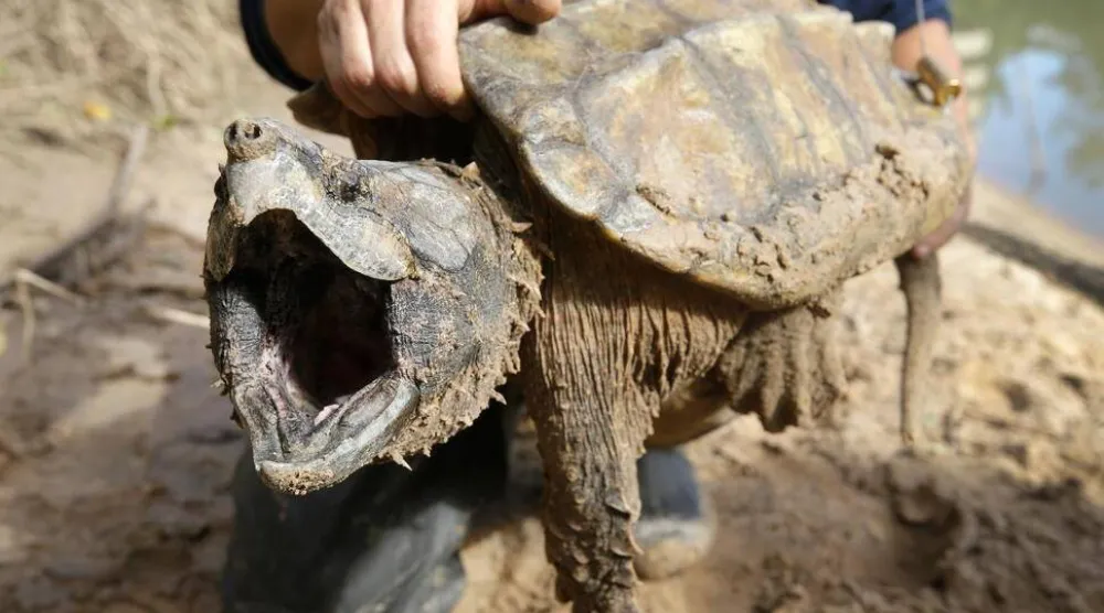 FILE - A male alligator snapping turtle is held after being trapped by the Turtle Survival Alliance-North American Freshwater Turtle Research Group, Nov. 24, 2018, as part of the process of tagging turtles. (Melissa Phillip/Houston Chronicle via AP, File)
