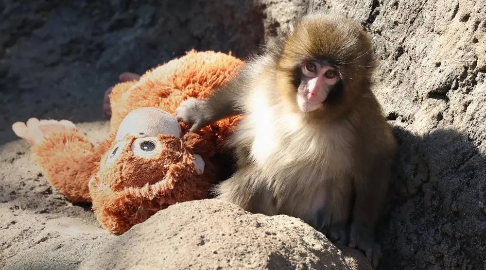Abandoned by his mother and spurned by some peers, the young macaque shot to stardom after he was seen clinging to a plush orangutan toy from IKEA for comfort at Ichikawa City Zoo outside Tokyo. (Jiji Press/AFP)