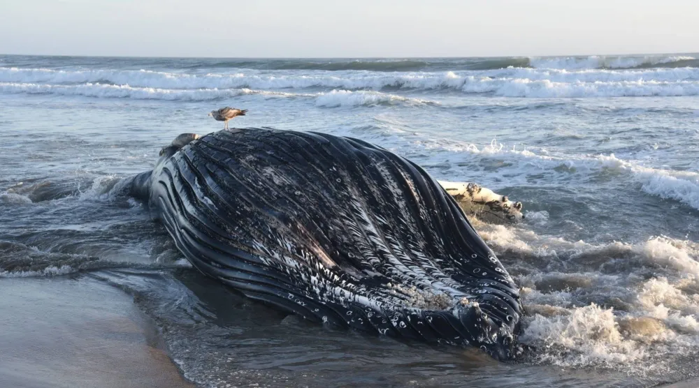 This handout picture provided by the Marine Mammal Stranding Network at UC Santa Cruz shows a juvenile humpback whale that washed ashore after dying from domoic acid poisoning, on Sunset Beach near Watsonville, in the Monterey Bay, California, on June 5, 2026. (Photo by Handout / Marine Mammal Stranding Network, UC Santa Cruz / AFP) 