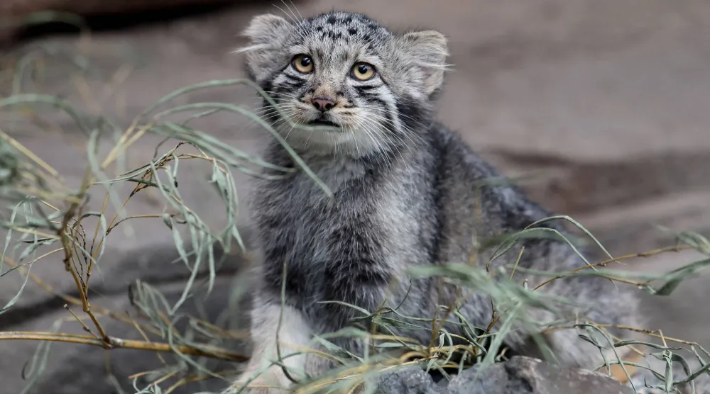 A Pallas's cat kitten is seen in its enclosure at Kobe Animal Kingdom in Kobe on July 27, 2026. (Photo by PAUL MILLER / AFP)